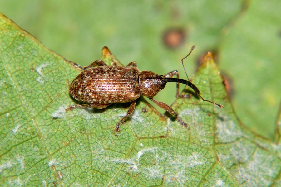 Identificazione Curculionidae:  Dorytomus longimanus