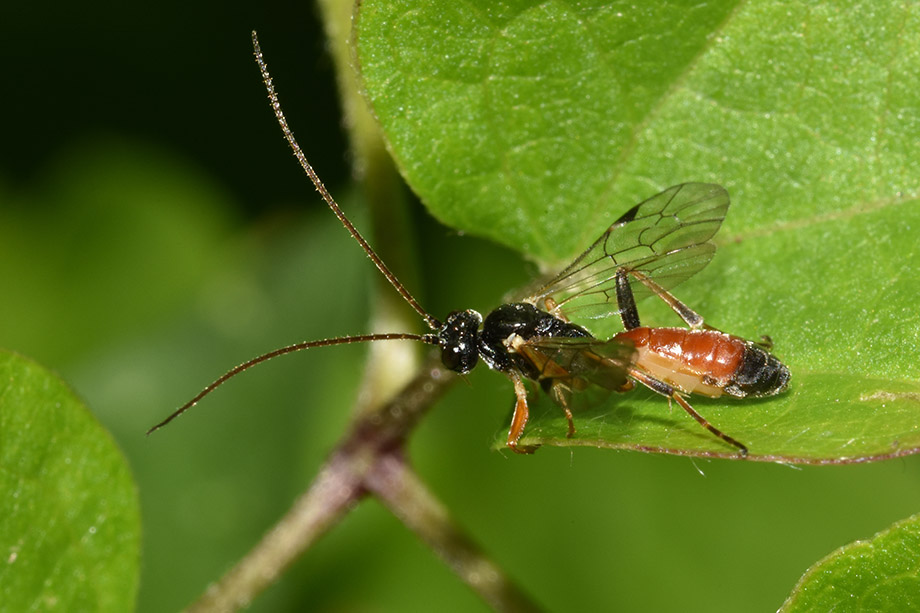 Sphex flavipennis?  No, Ichneumonidae