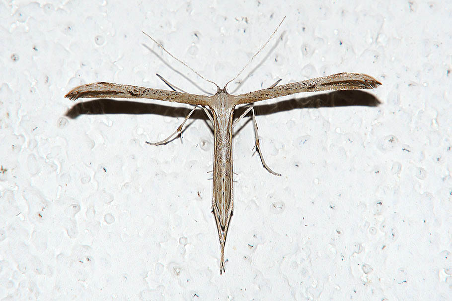 Identificazione bruco: Emmelina monodactyla - Pterophoridae