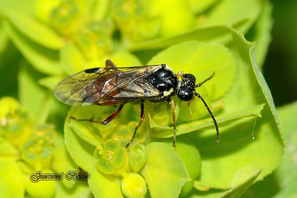 Tenthredinidae quale? Aglaostigma aucupariae