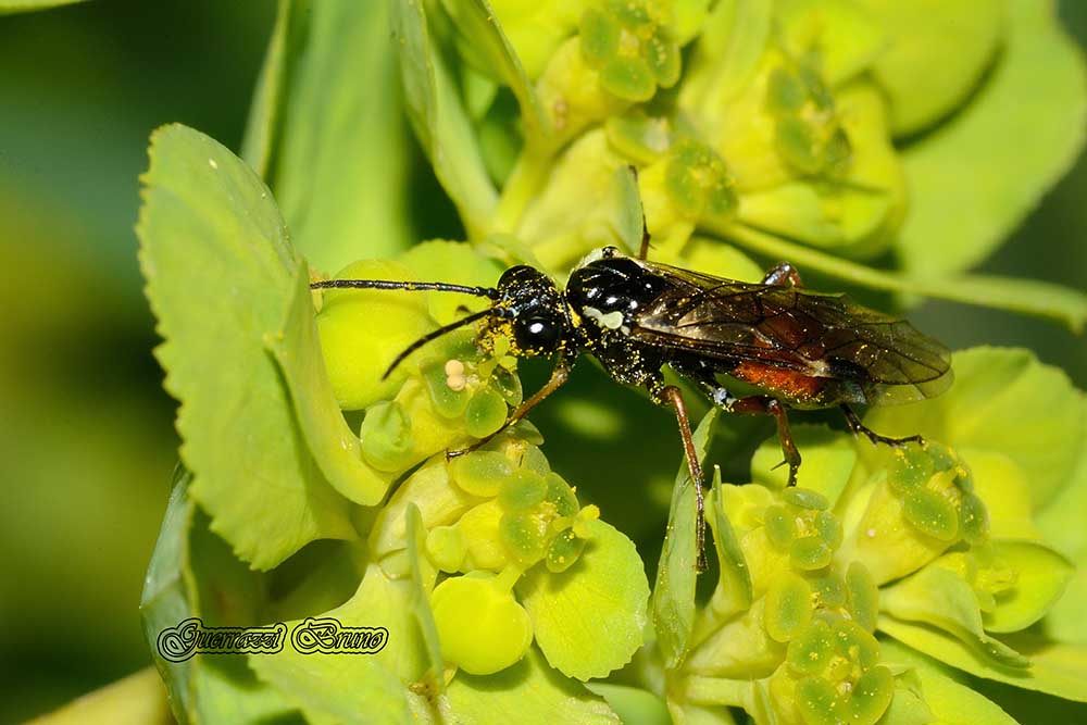 Tenthredinidae quale? Aglaostigma aucupariae