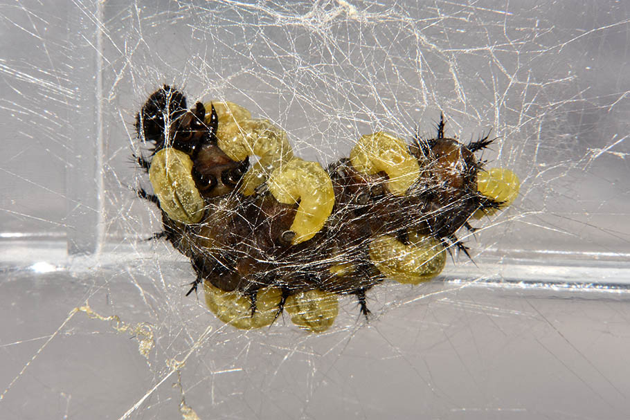 Identificazione Braconide
