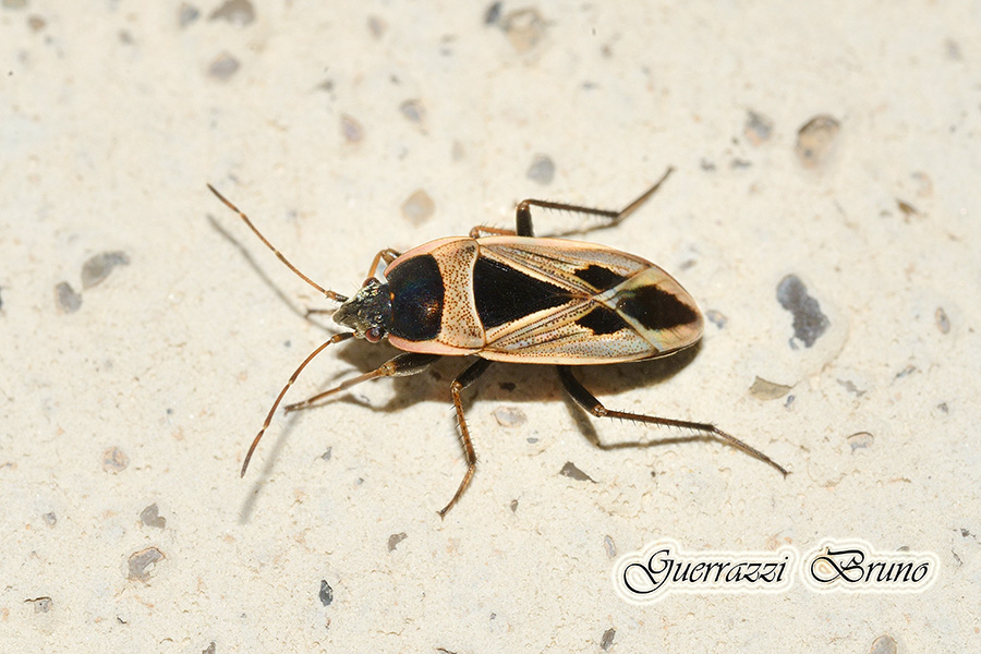 Xanthochilus minusculus?     No, X. saturnius