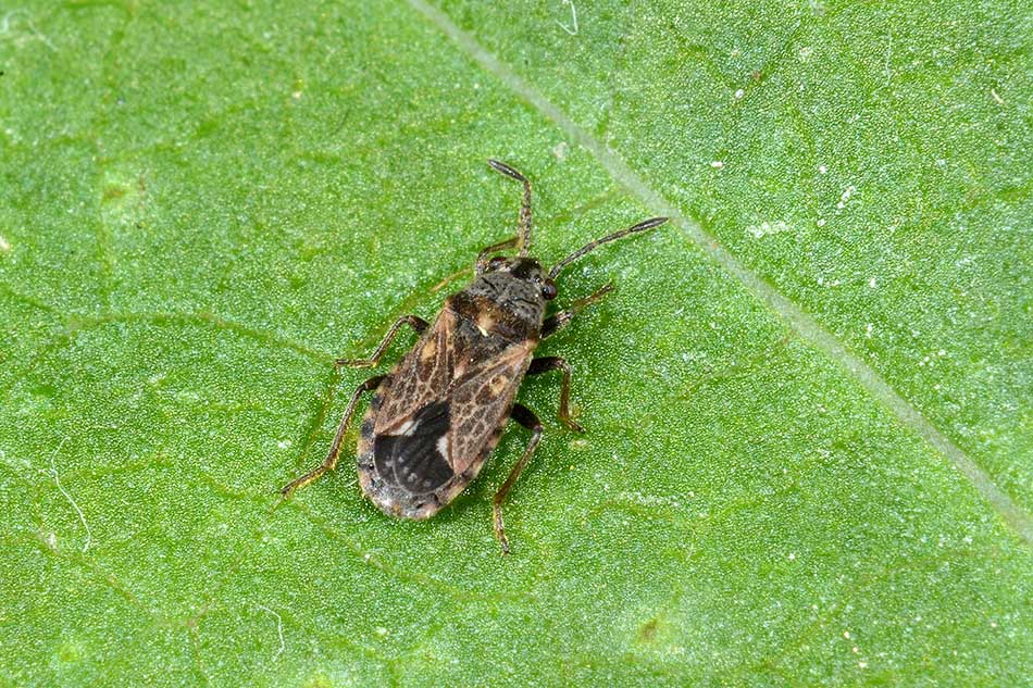 Lygaeidae: Lygaeosoma sardeum