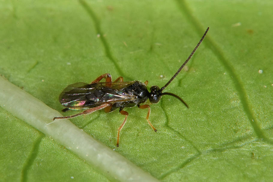 Identificazione Braconide