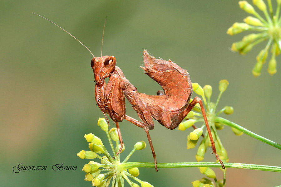 Ameles spallanzania?