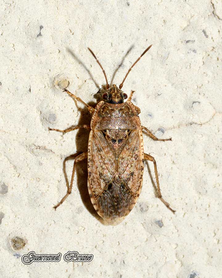 Lygaeidae: Emblethis sp. della Toscana (PI)