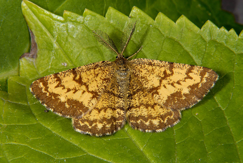 Ematurga atomaria maschio e femmina? S