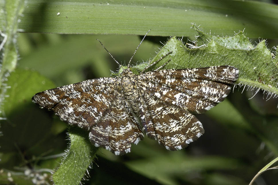 Ematurga atomaria maschio e femmina? S