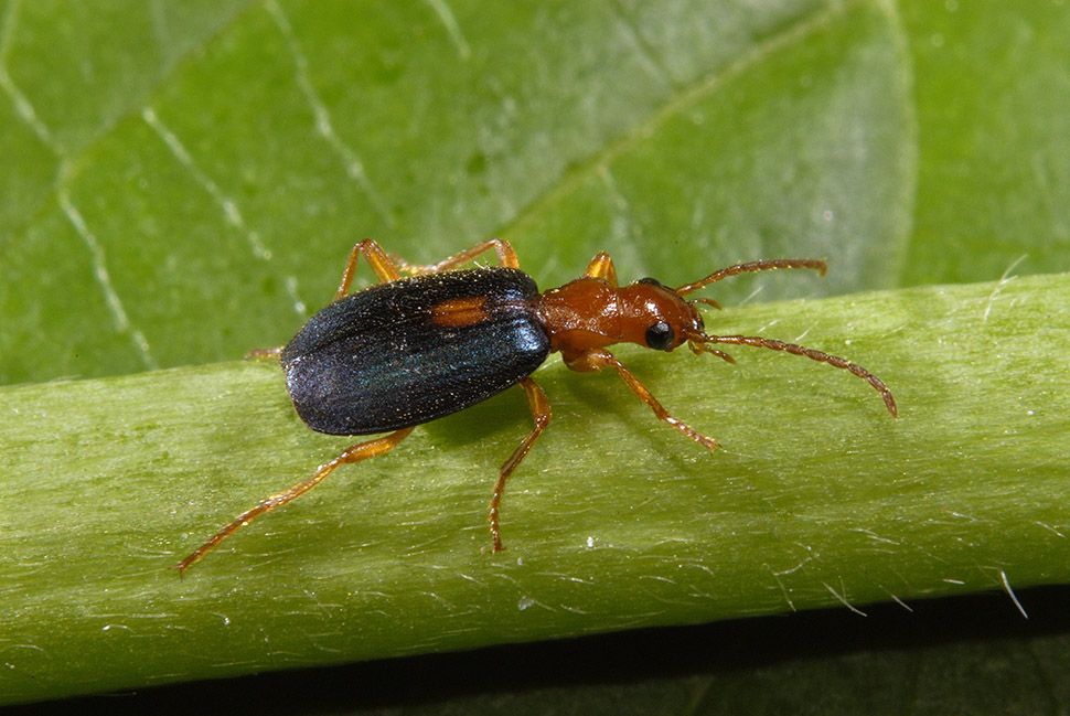 Brachinus sclopeta, Carabidae