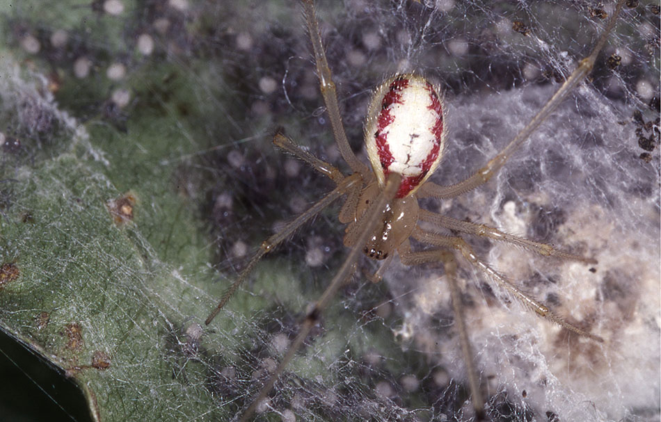 Theridion sp.; Enoplognatha sp. - Cascina (PI)