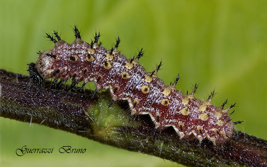 Id Bruco - Vanessa atalanta