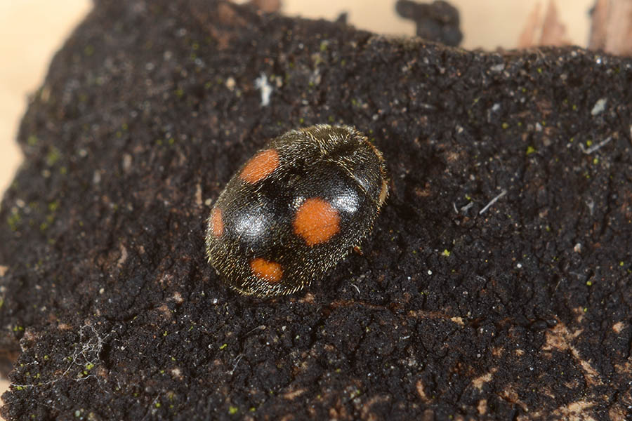 Platynaspis luteorubra