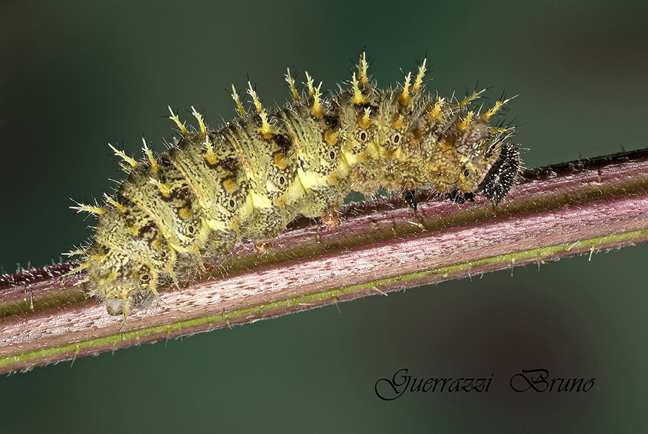 Id Bruco - Vanessa atalanta