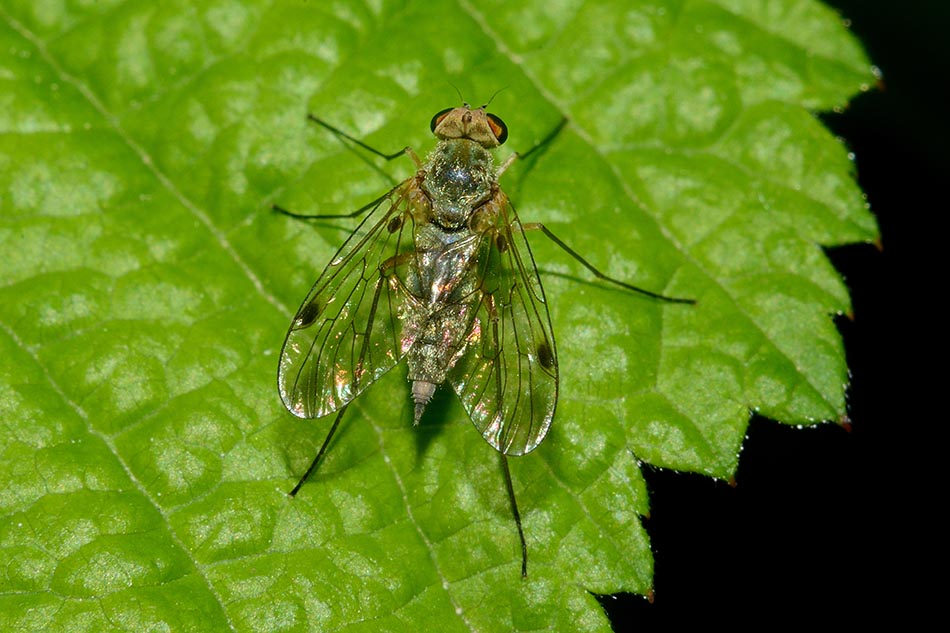 Femmina di Chrysopilus asiliformis (Rhagionidae)