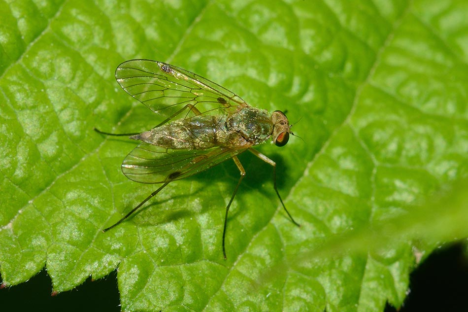 Femmina di Chrysopilus asiliformis (Rhagionidae)