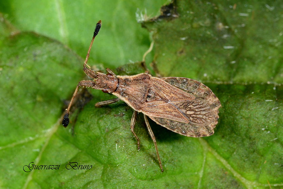 Coreidae: Spathocera lobata della Toscana