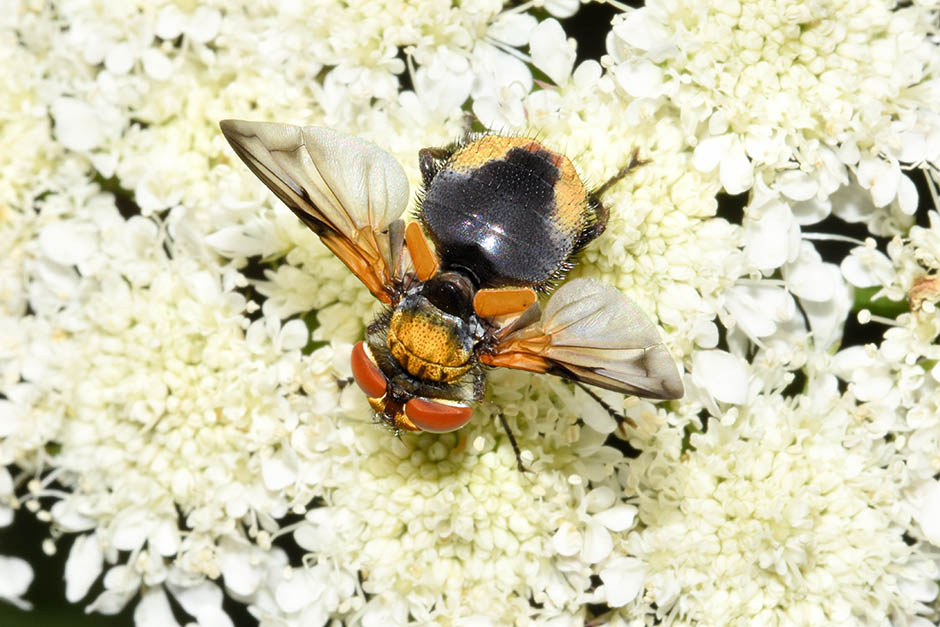 Identificazione Tachinidae