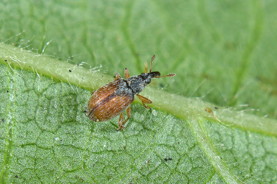 Malvapion malvae