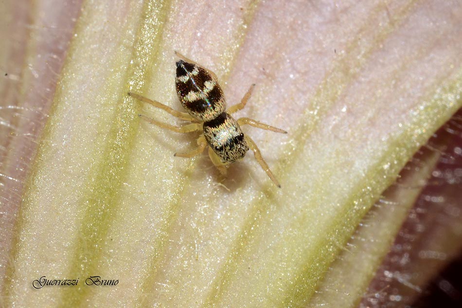 Heliophanus cf. apiatus - Cascina (PI)