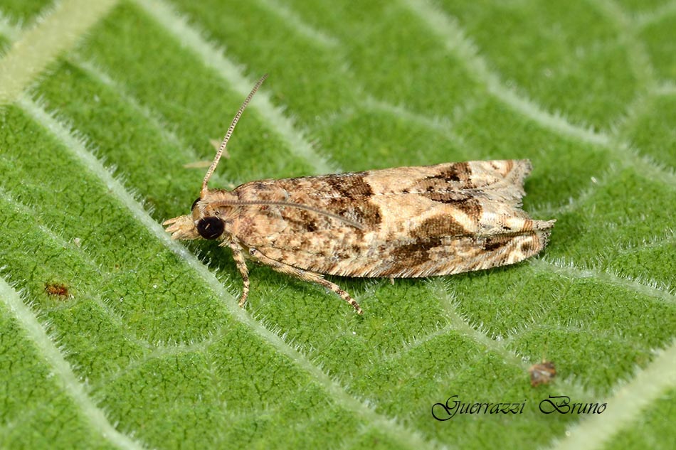Id tortricidae