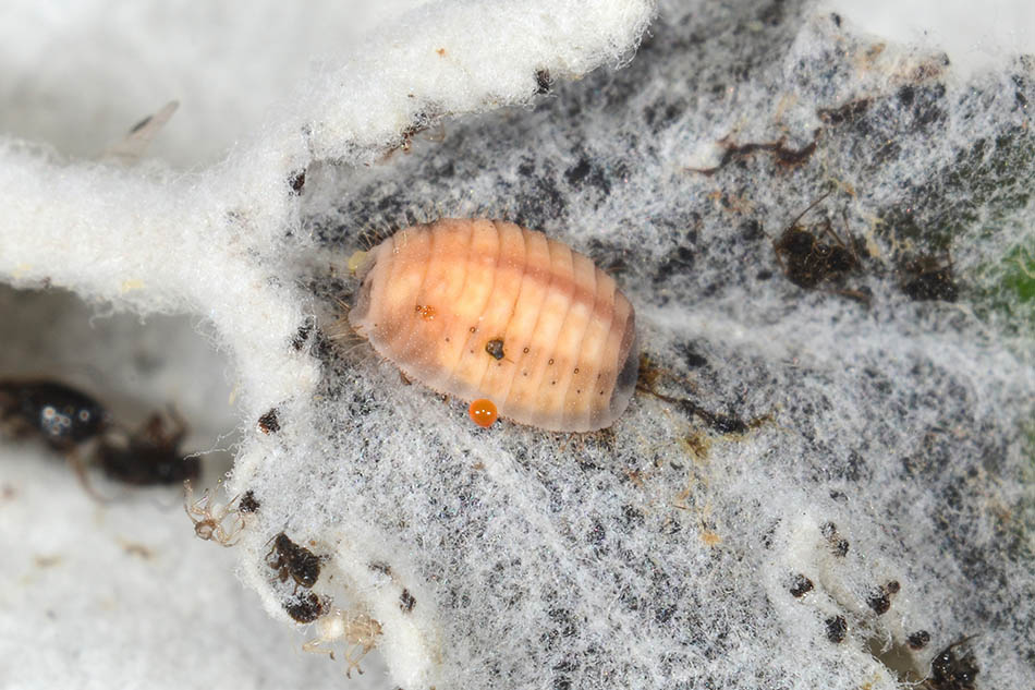 Identificazione larva (Coccinellidae) e parassita