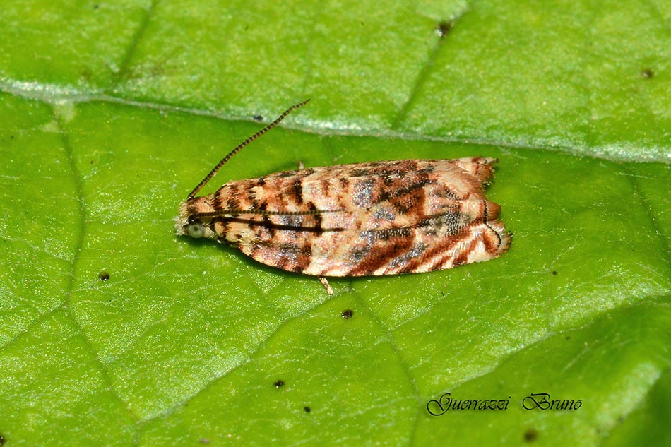 Identificazione falena