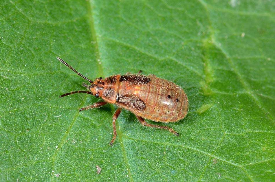 Identificacazione ninfa