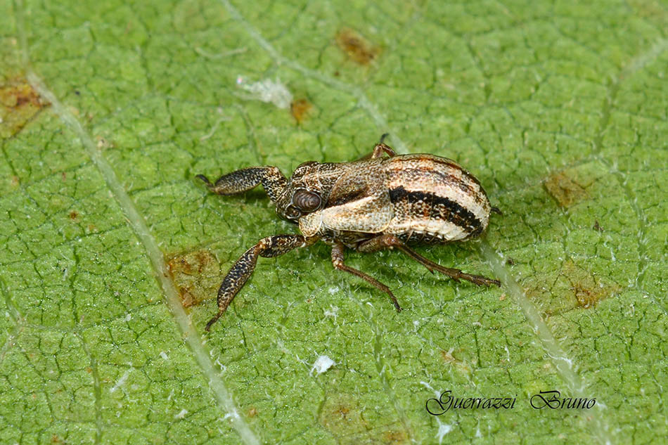 Caliscelidae: Caliscelis bonellii