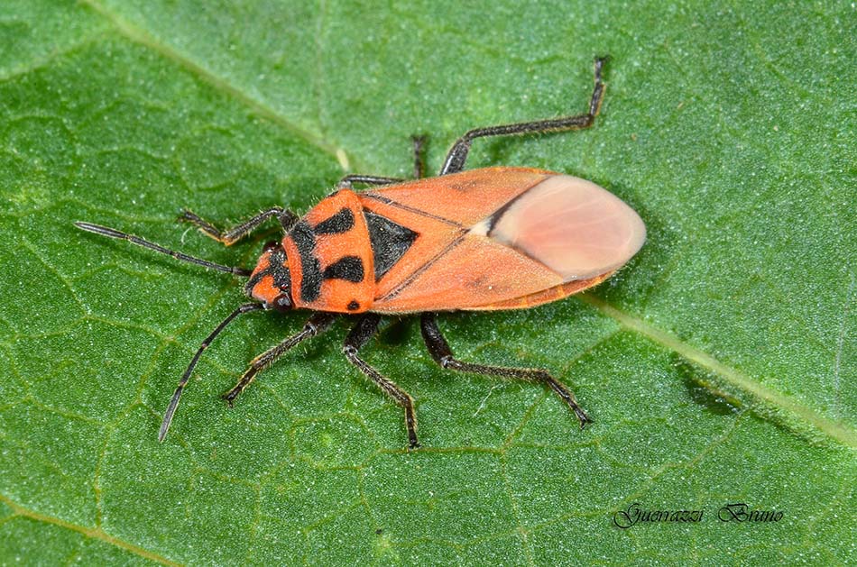 Lygaeidae: Graptostethus servus ninfa/adulto di Toscana (PI)