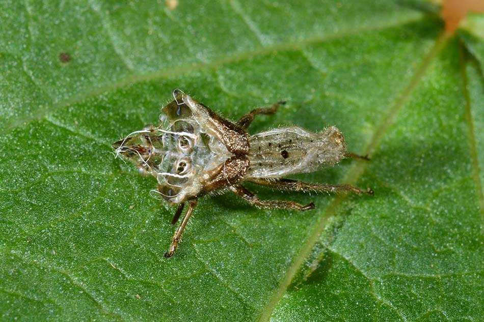Lygaeidae: Graptostethus servus ninfa/adulto di Toscana (PI)