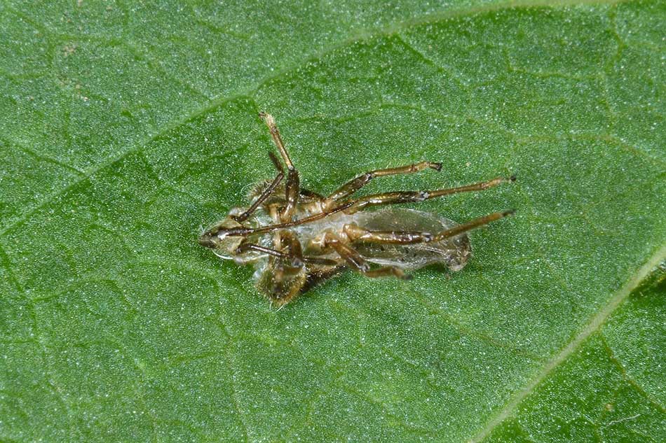 Lygaeidae: Graptostethus servus ninfa/adulto di Toscana (PI)