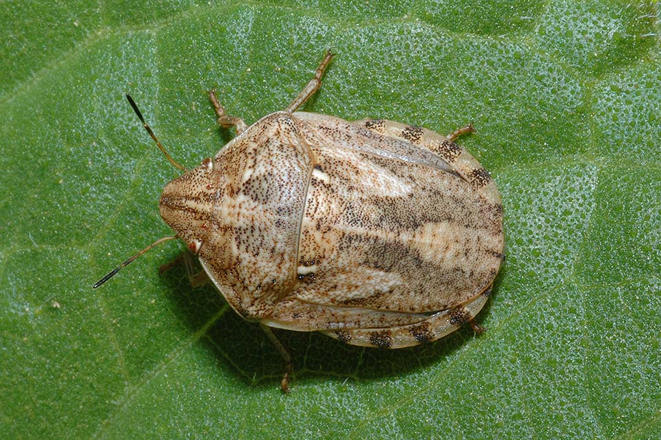 Identificazione eterottero