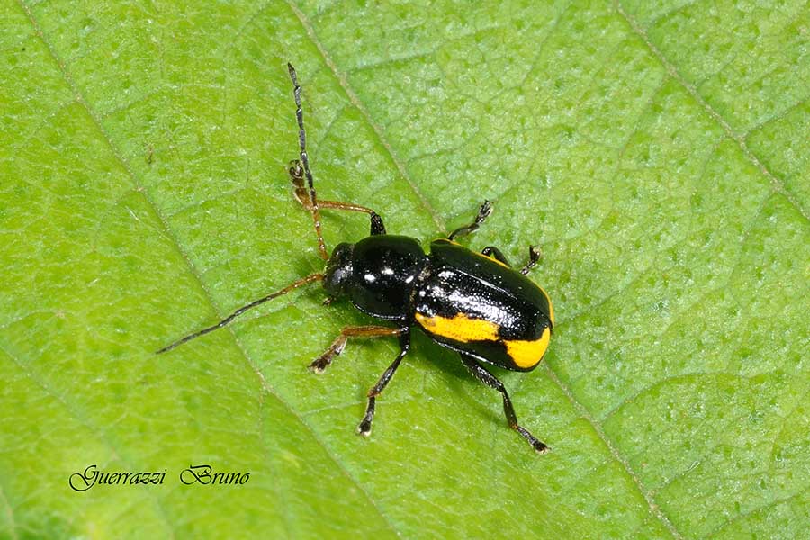 Identificazione coleottero - Cryptocephalus stragula