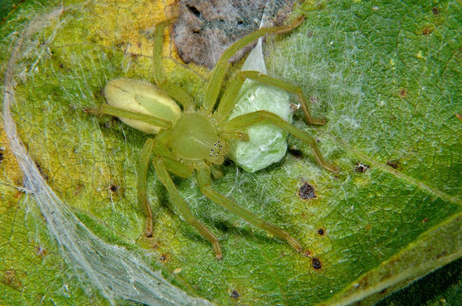 Micrommata virescens con ovisacco - Cascina (PI)