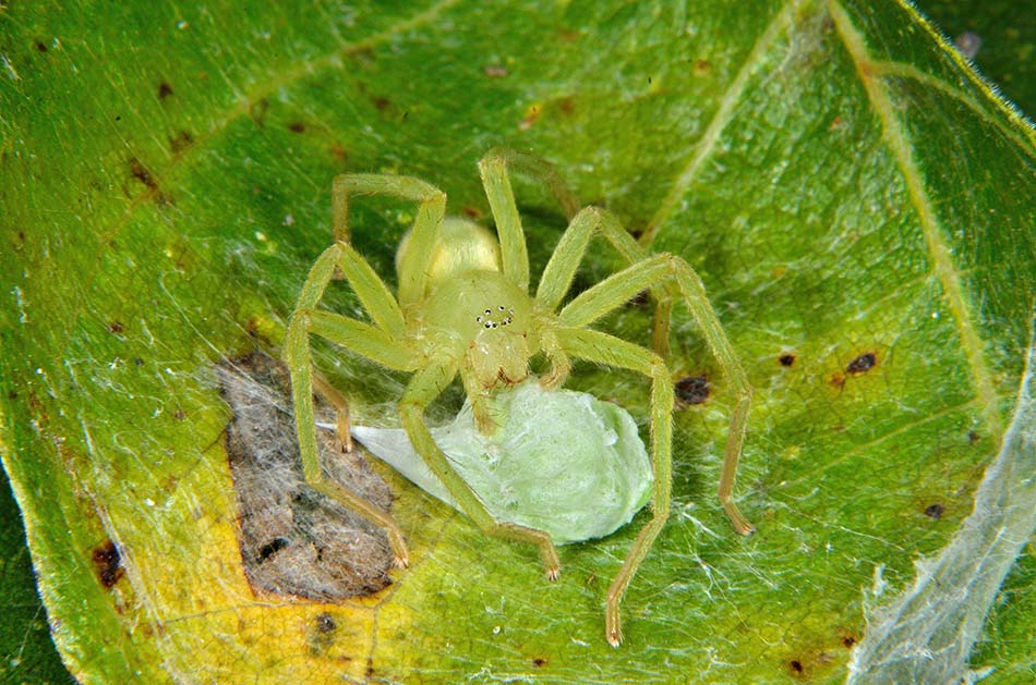 Micrommata virescens con ovisacco - Cascina (PI)