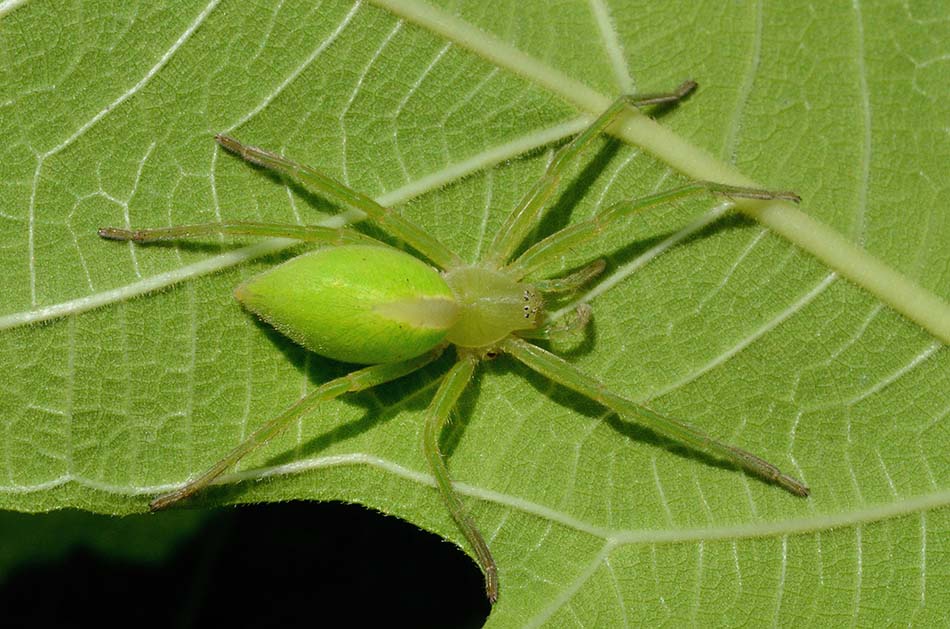 Micrommata virescens con ovisacco - Cascina (PI)