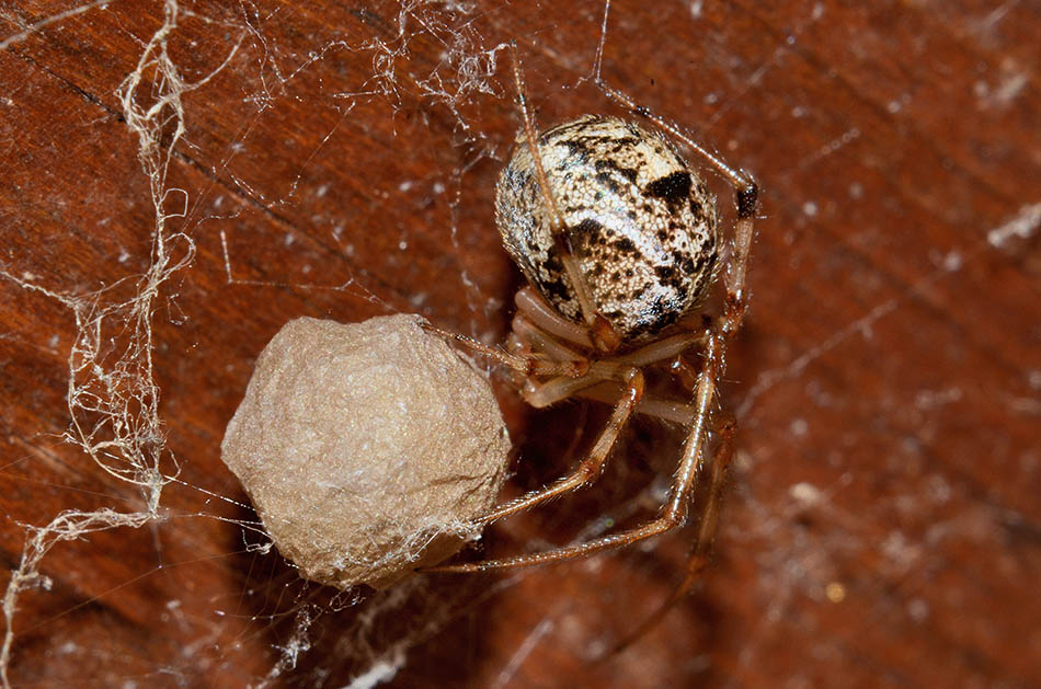 Parasteatoda tepidariorum - Cascina (PI)