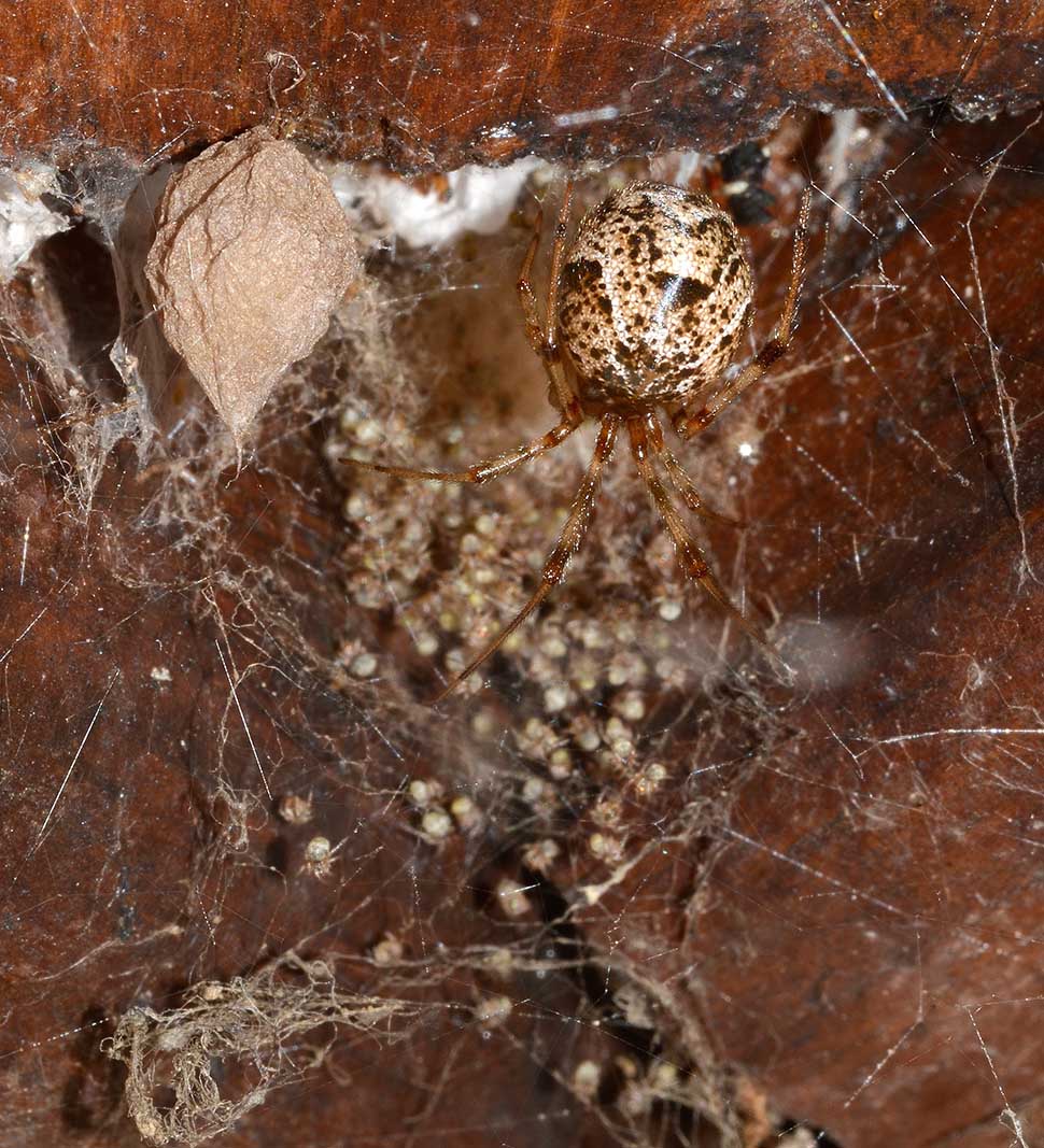 Parasteatoda tepidariorum - Cascina (PI)