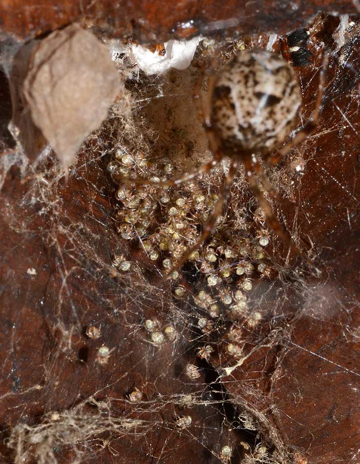 Parasteatoda tepidariorum - Cascina (PI)