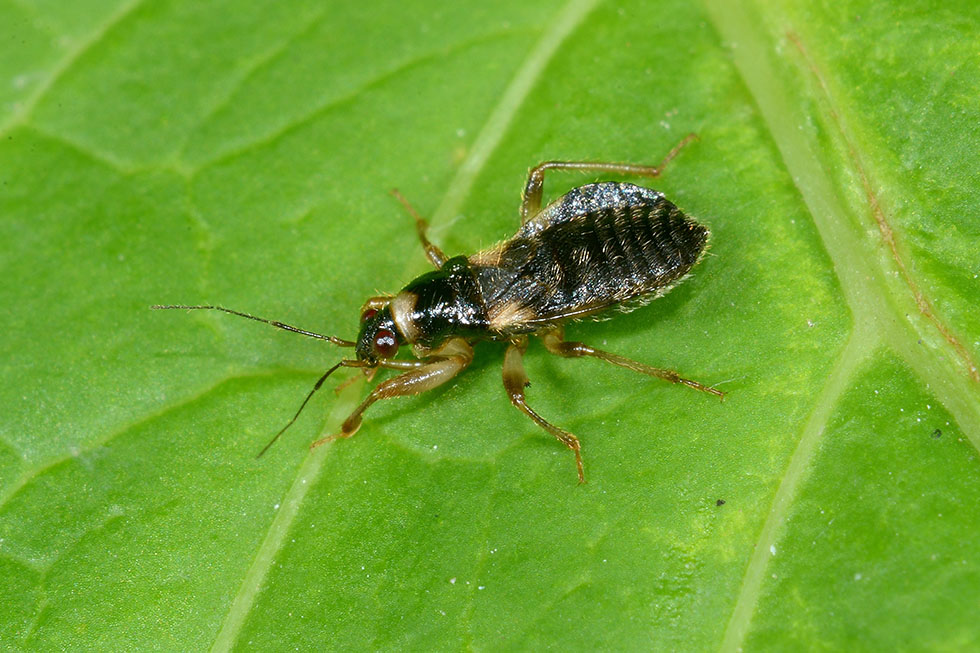 Nabidae: Alloeorhynchus flavipes e Prostemma sanguineum