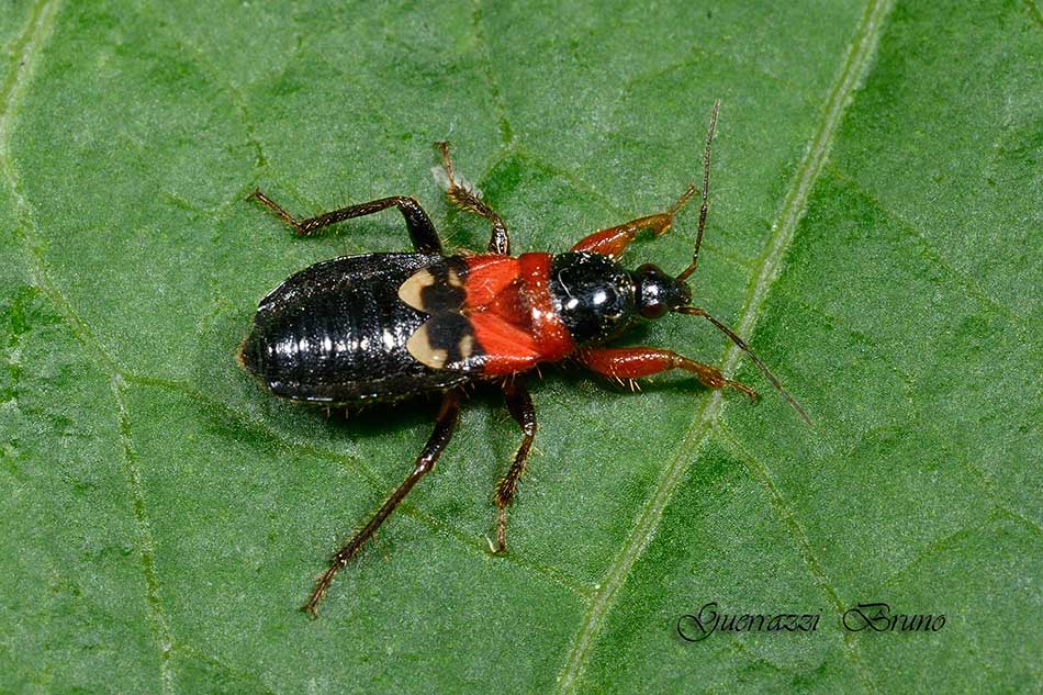 Nabidae: Alloeorhynchus flavipes e Prostemma sanguineum