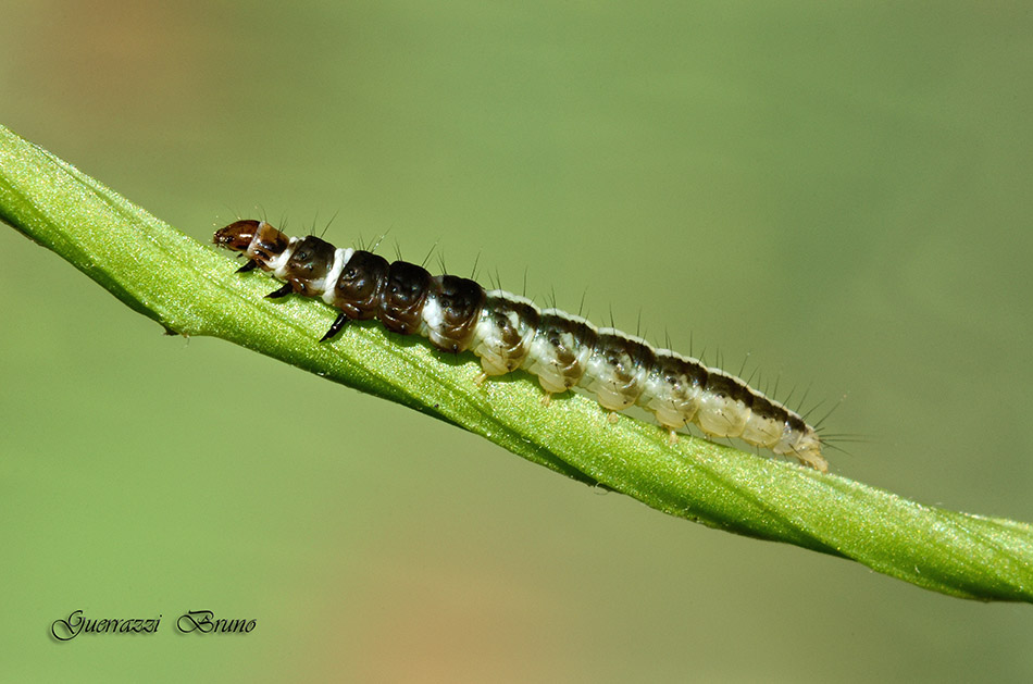 Helcystogramma triannulella bruco