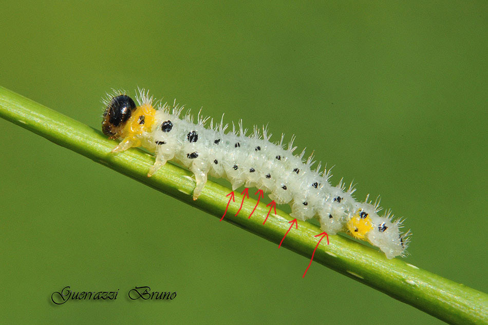 Larva e adulto di Cladius grandis (Tenthredinidae)