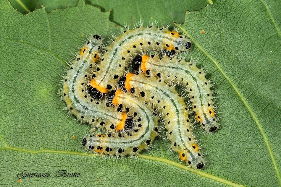 Larva e adulto di Cladius grandis (Tenthredinidae)