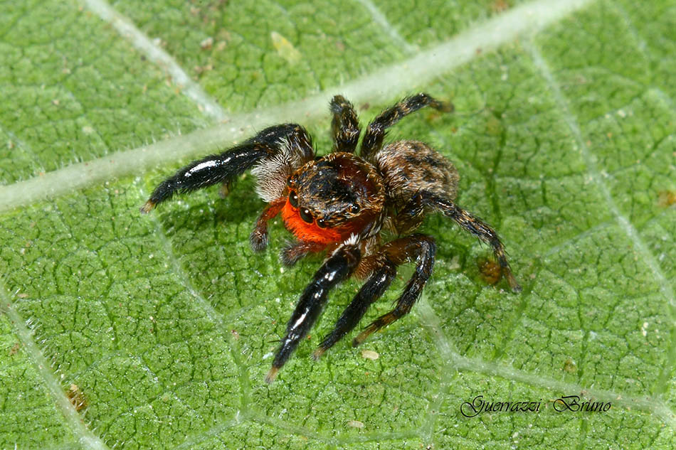 Euophrys rufibarbis - Cascina (PI)