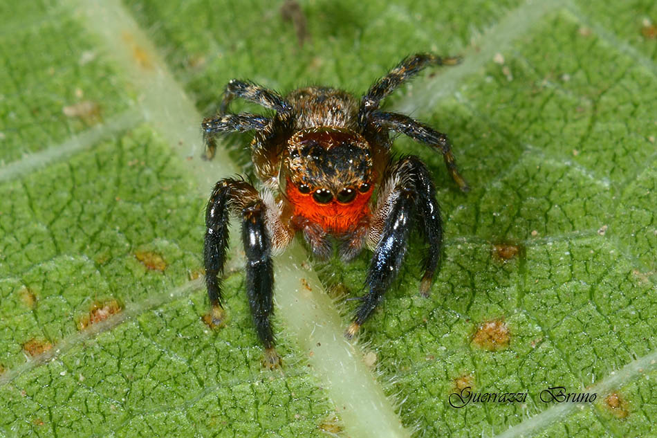Euophrys rufibarbis - Cascina (PI)