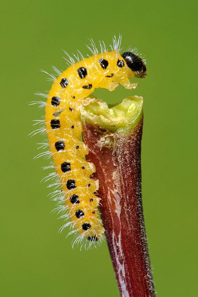 Larva e adulto di Cladius grandis (Tenthredinidae)