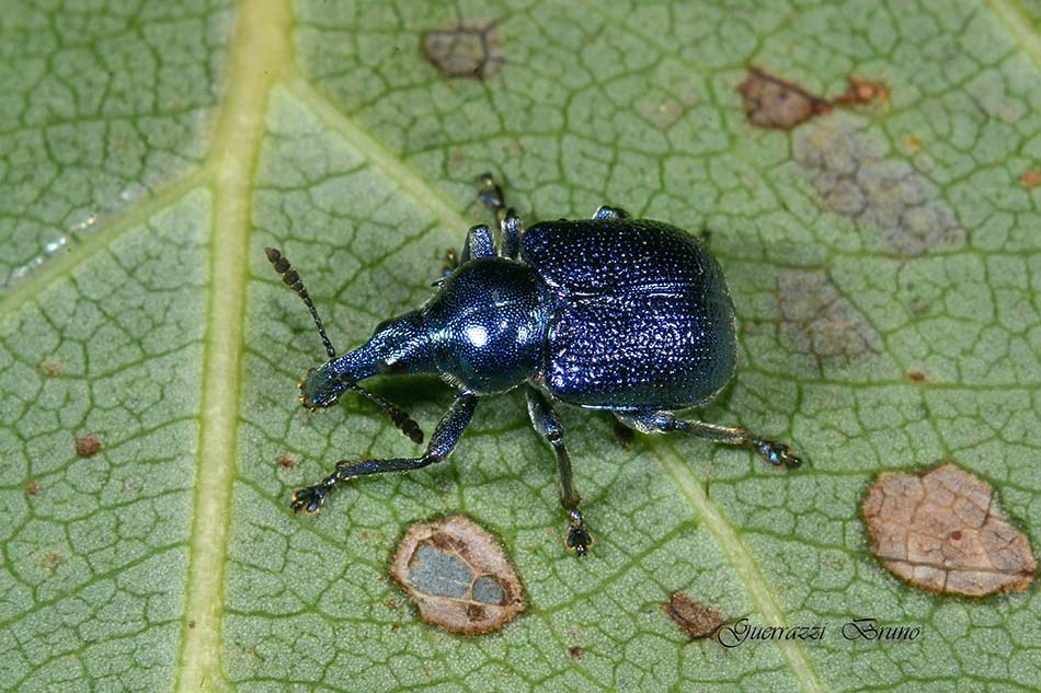 Identificazione curculionide