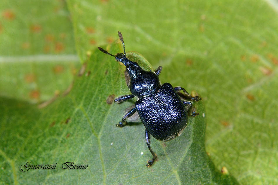 Identificazione curculionide